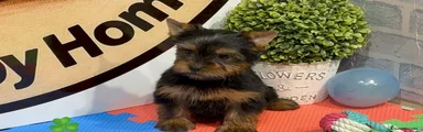 Yorkshire Terrier Cachorro 1