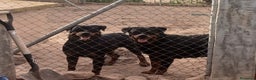 Rottweiler perros en venta: Pareja de rottweiler adulta - Anuncio 2