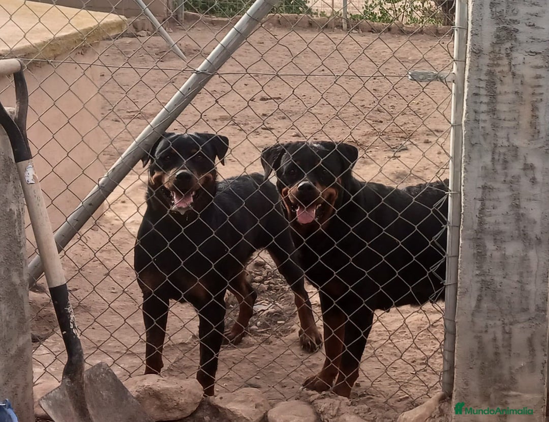 Rottweiler perros en venta: Pareja de rottweiler adulta - Anuncio 2