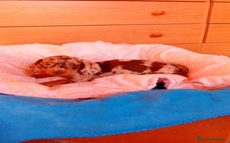Teckel Miniatura perros en venta: Teckel kaninchen  - Imagen 7