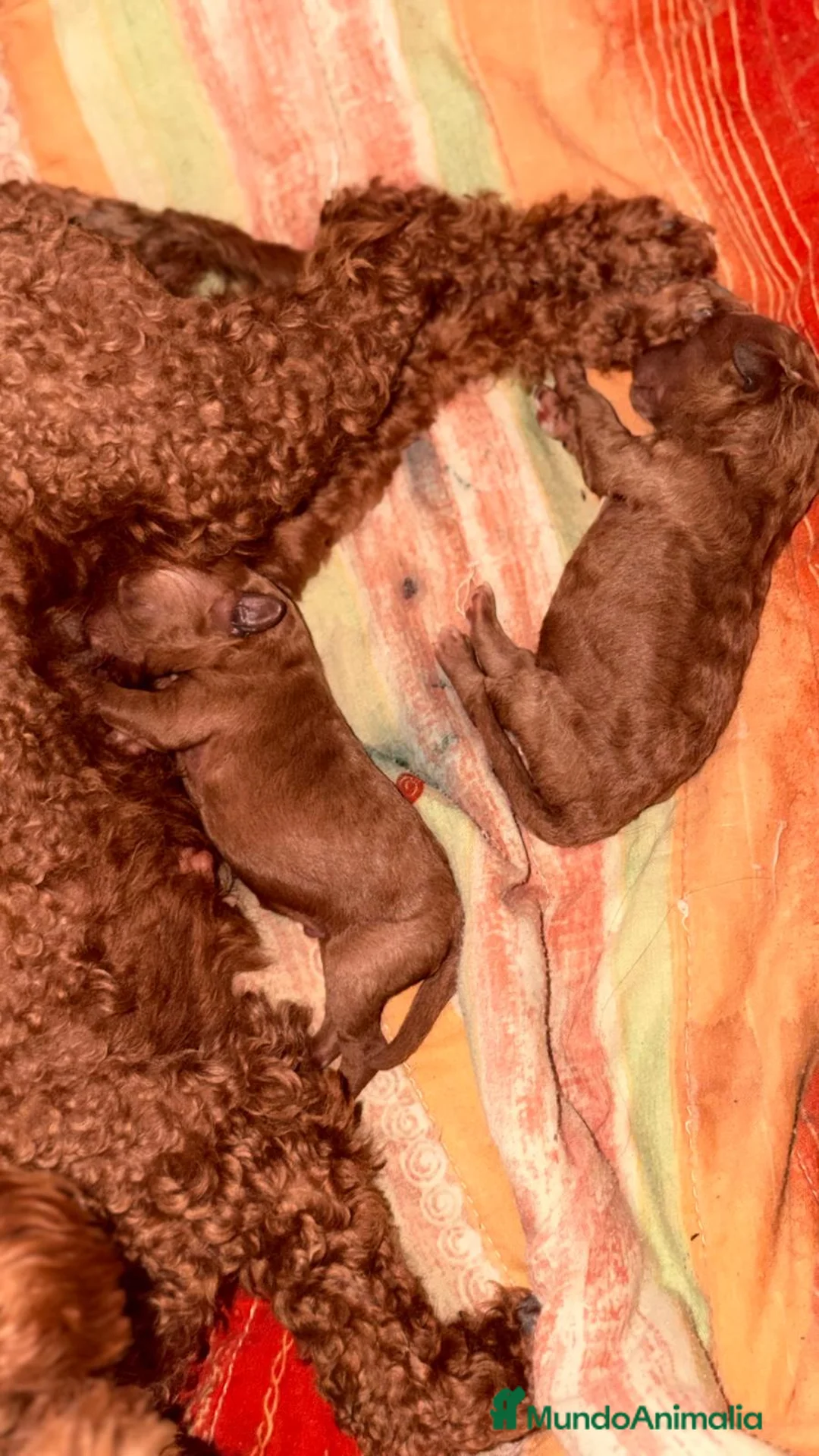Caniche Toy perros en venta: Caniche toy  - Anuncio 2