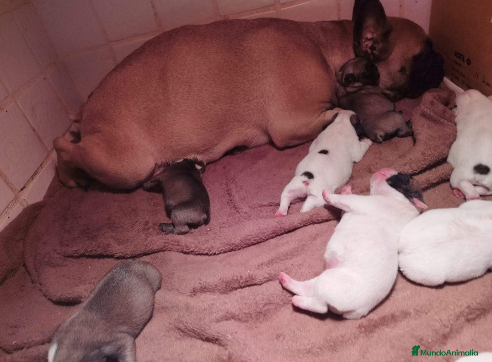 Bulldog Francés perros Bulldog francés - Anuncio 2