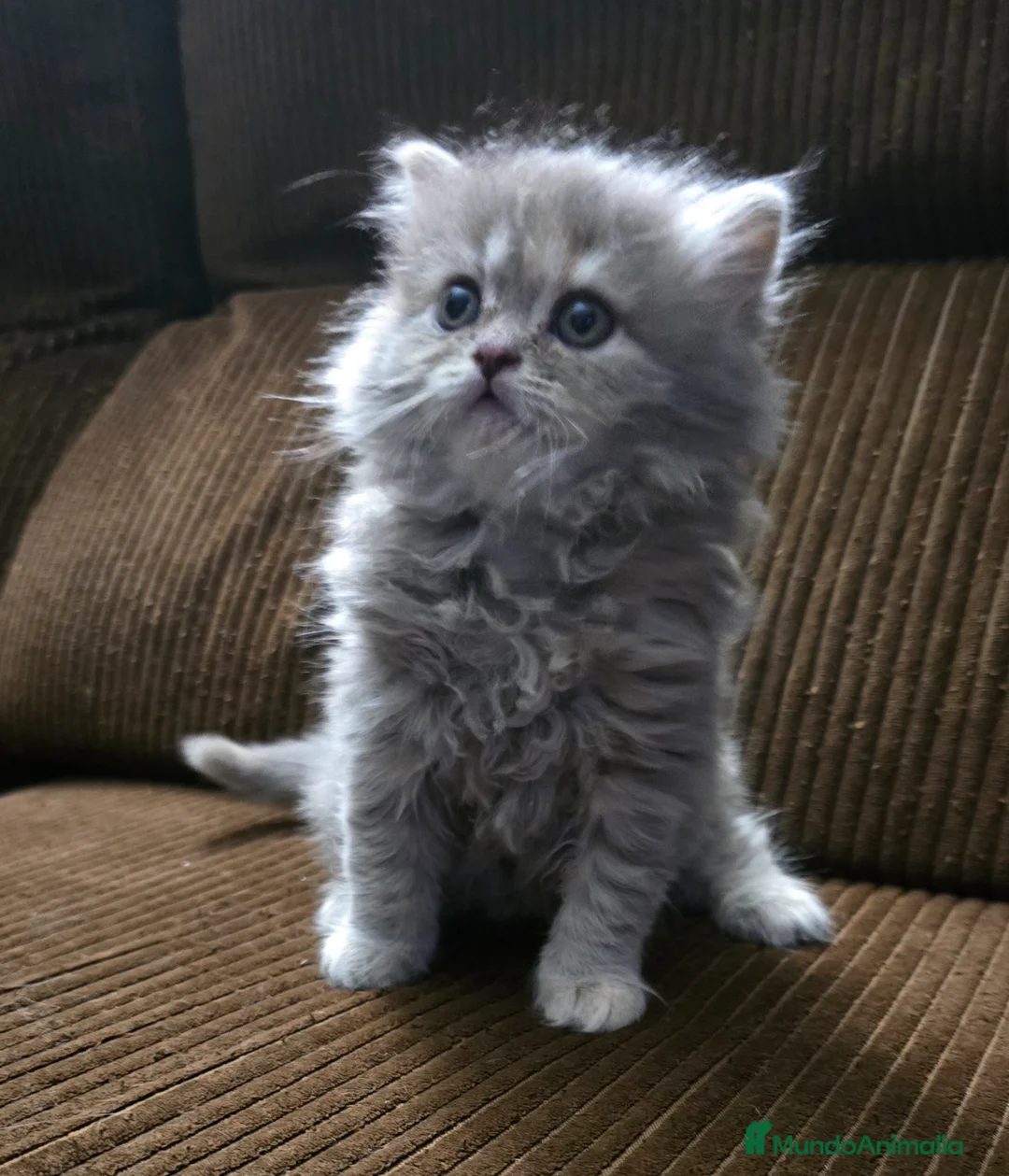 Británico de Pelo Largo gatos en venta: Gatcot - Anuncio 2