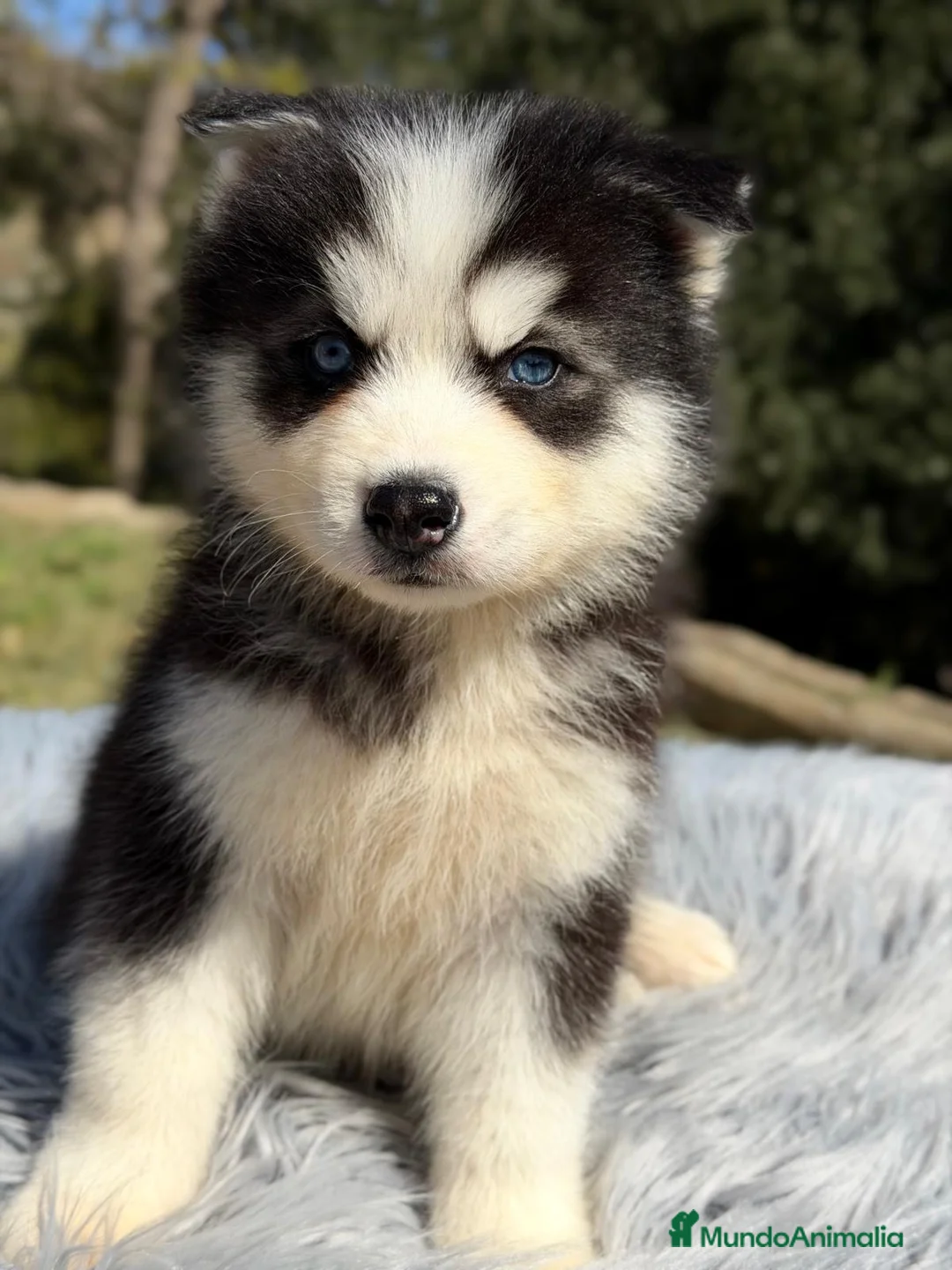 Husky Siberiano perros en venta: HUSKY SIBERIANO NEGRO - Anuncio 1