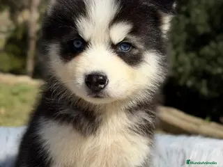 Husky Siberiano perros HUSKY SIBERIANO NEGRO - Anuncio 1