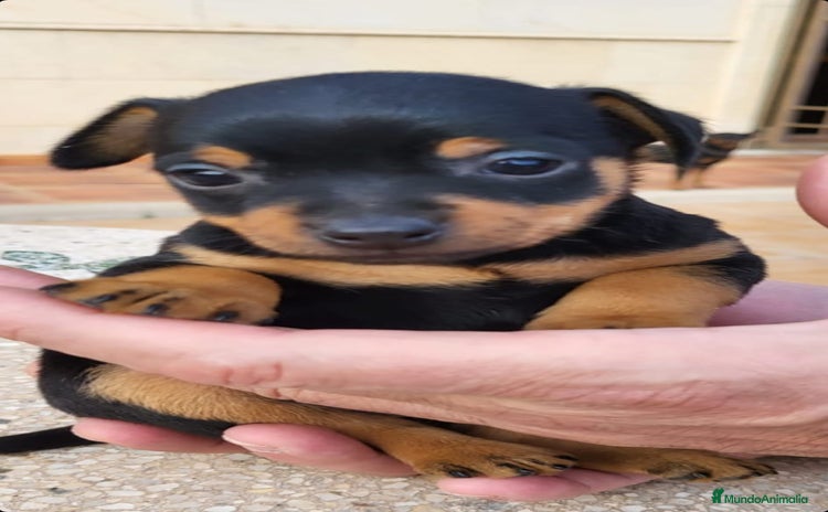 Pinscher Miniatura perros - Propaganda 2