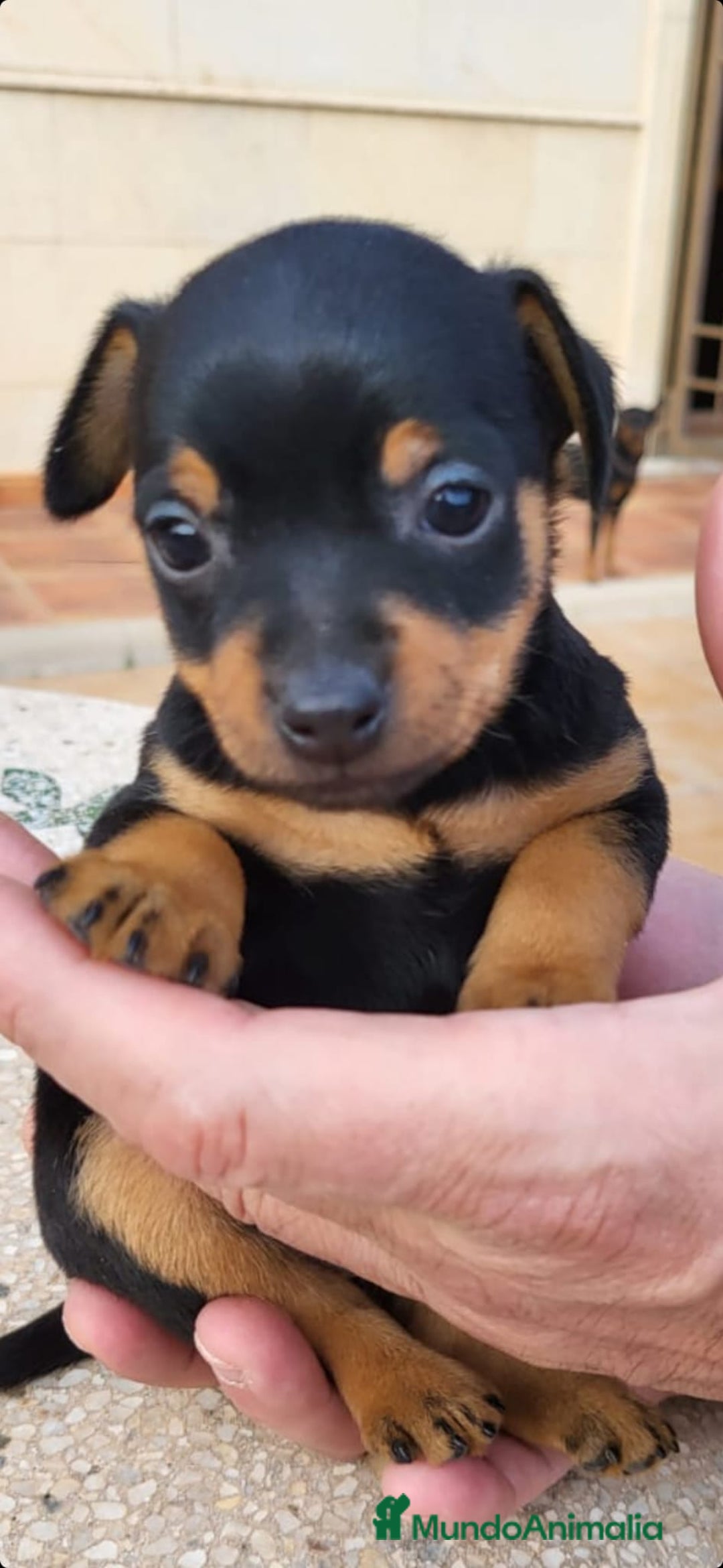 Pinscher Miniatura perros en venta: MINI PINCHER TOY - Imagen 1