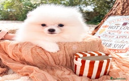Pomerania perros en venta: Pomerania - Imagen 5