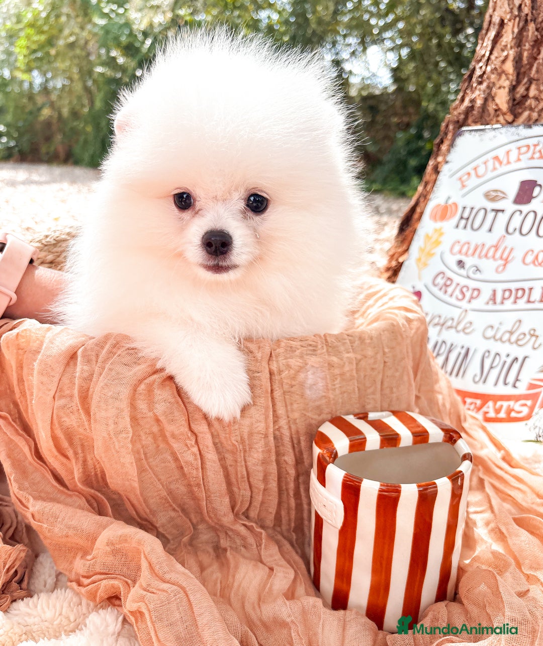 Pomerania perros en venta: Pomerania - Imagen 5