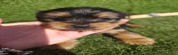 Yorkshire Terrier perros en venta: Cachorros Yorkshire terrier en Zaragoza - Anuncio 3