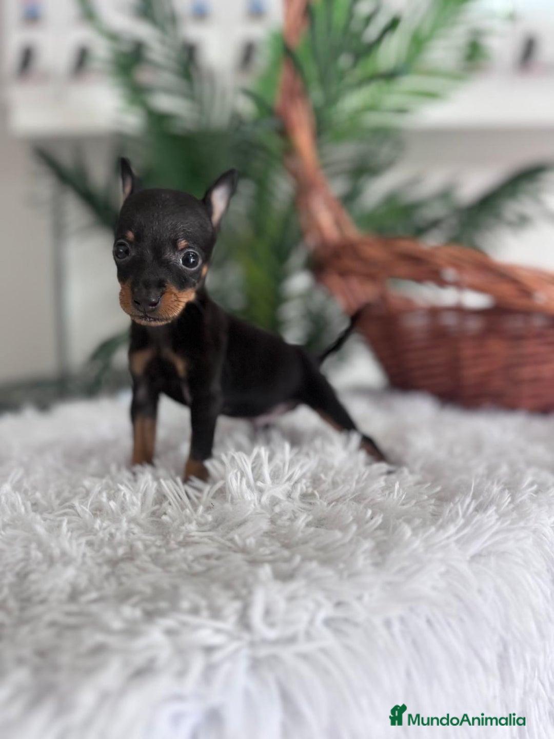 Pinscher Miniatura perros en venta: MINI PINSCHER MUNIATURA - Anuncio 4
