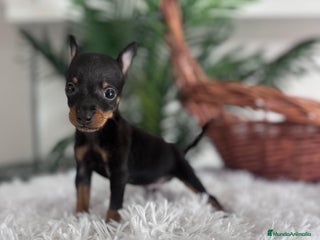 Pinscher Miniatura perros MINI PINSCHER MUNIATURA - Anuncio 19