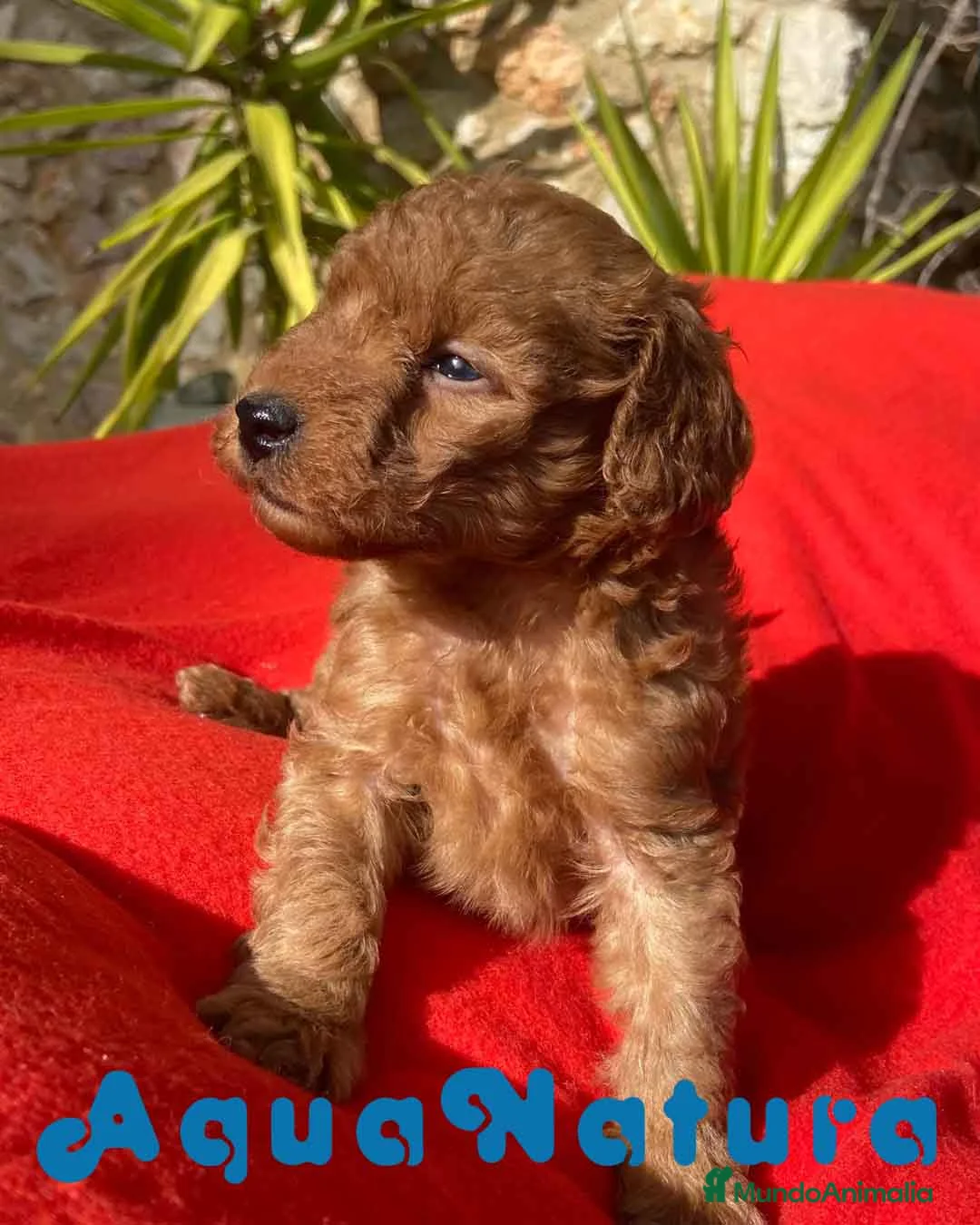 Caniche Toy perros en venta: Caniche Macho 7352 de Camila - AQUANATURA en Barcelona - Anuncio 10