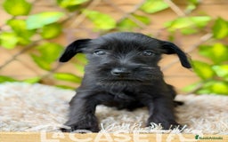 Schnauzer Miniatura perros en venta: Camada de Dasy  - Imagen 5