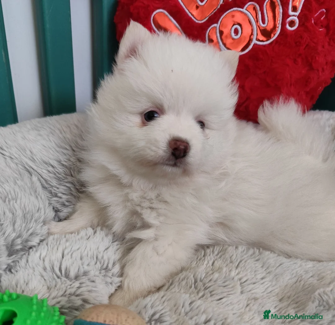 Pomsky perros en venta: Pomsky mini - Anuncio 2