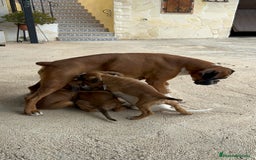 Boxer perros en venta: Boxer - Imagen 18