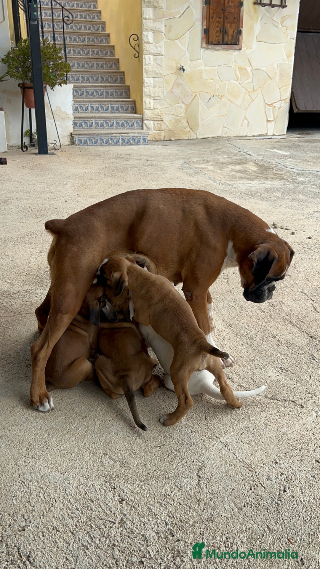 Boxer perros en venta: Boxer - Imagen 18