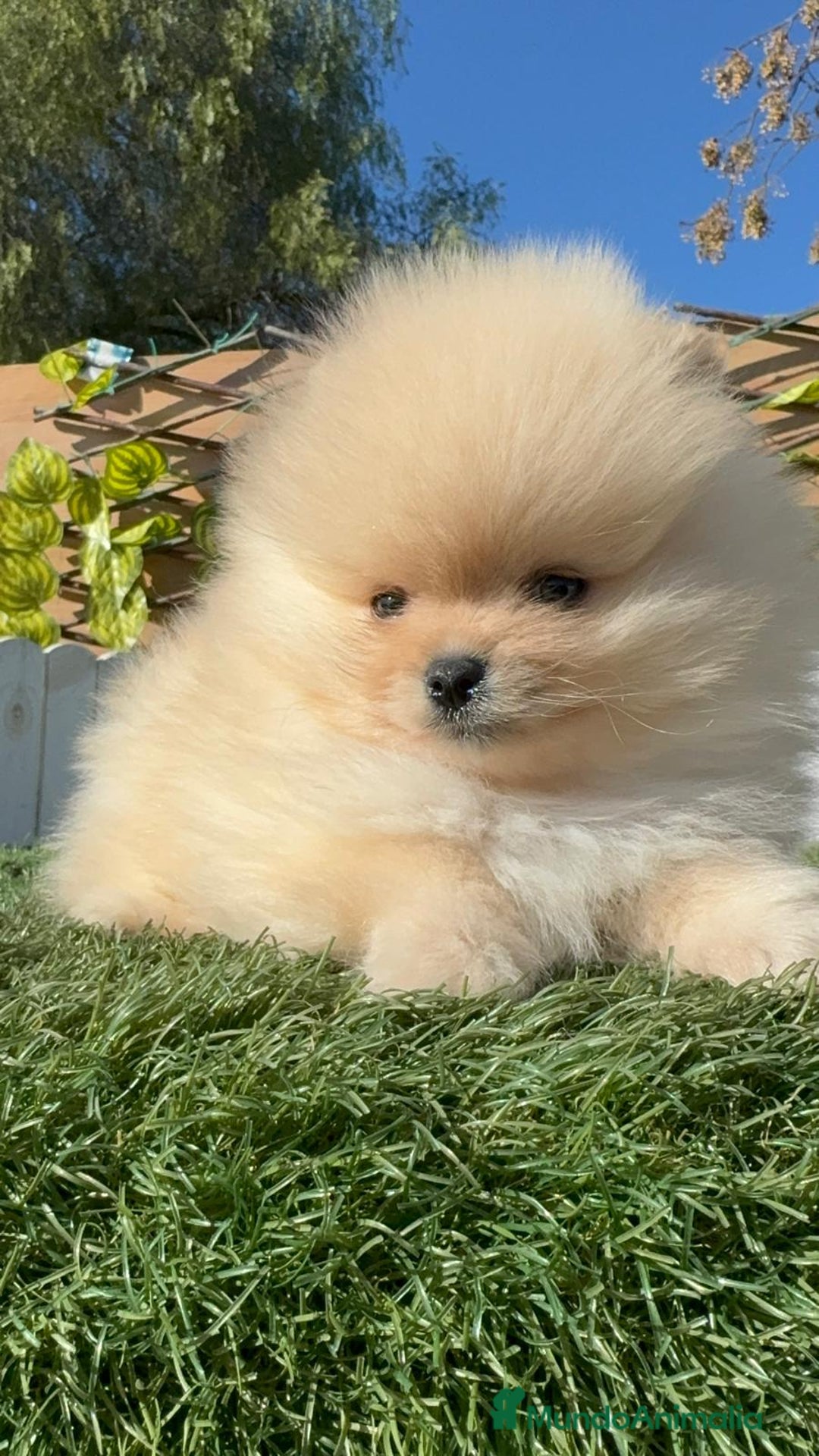 Pomerania perros en venta: POMERANIA CARITA DE OSITO - Anuncio 11