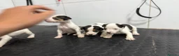 Ratonero Bodeguero Andaluz perros en venta: Bodeguero Andaluz 500€ ¡PRECIO REAL! - Anuncio 6