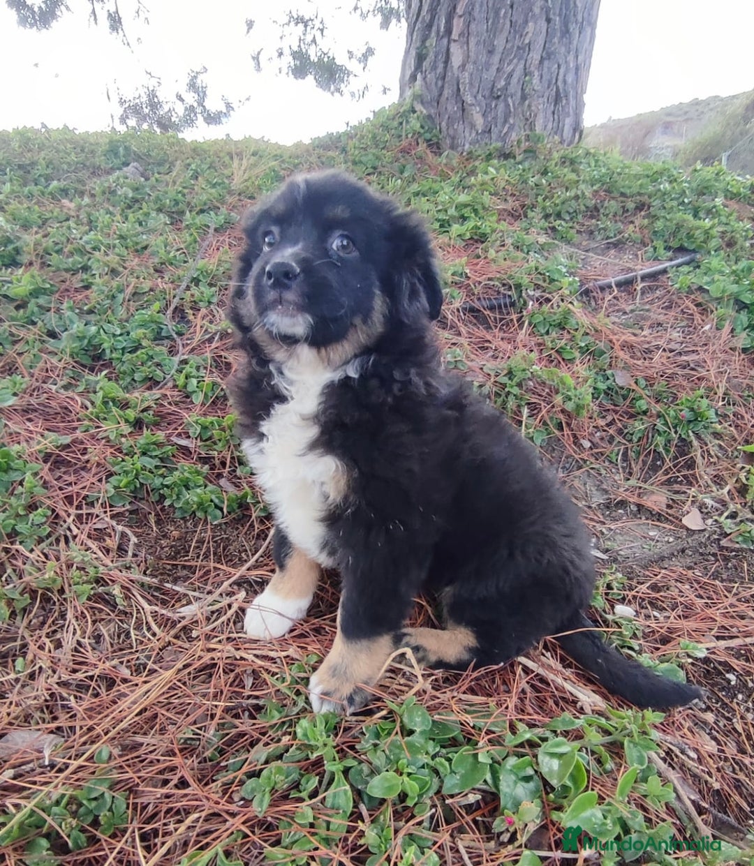 Pastor Miniatura Americano perros en venta: Cachorro Pastor Americano - Anuncio 4