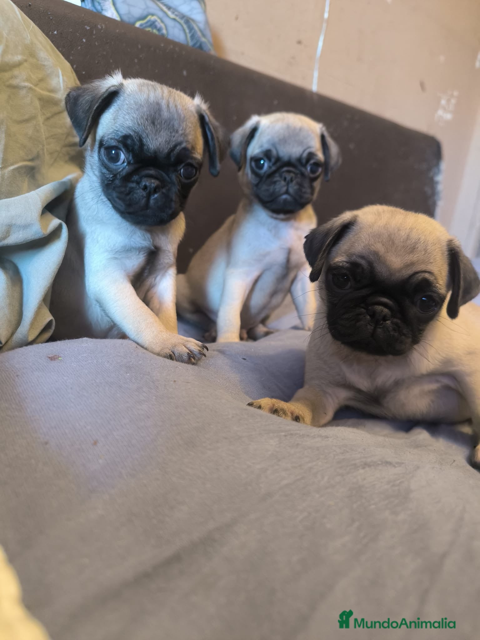 Carlino - Pug perros Cachorros de carlino pug  - Anuncio 1