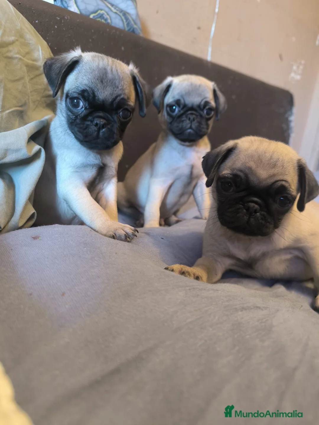 Carlino - Pug perros en venta: Cachorros de carlino pug  - Anuncio 1