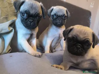 Carlino - Pug perros Cachorros de carlino pug - Anuncio 1