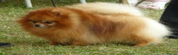 Pomerania perros en venta: LOS POMERANIA MÁS PELUDOS !!!! en Badajoz - Anuncio 5