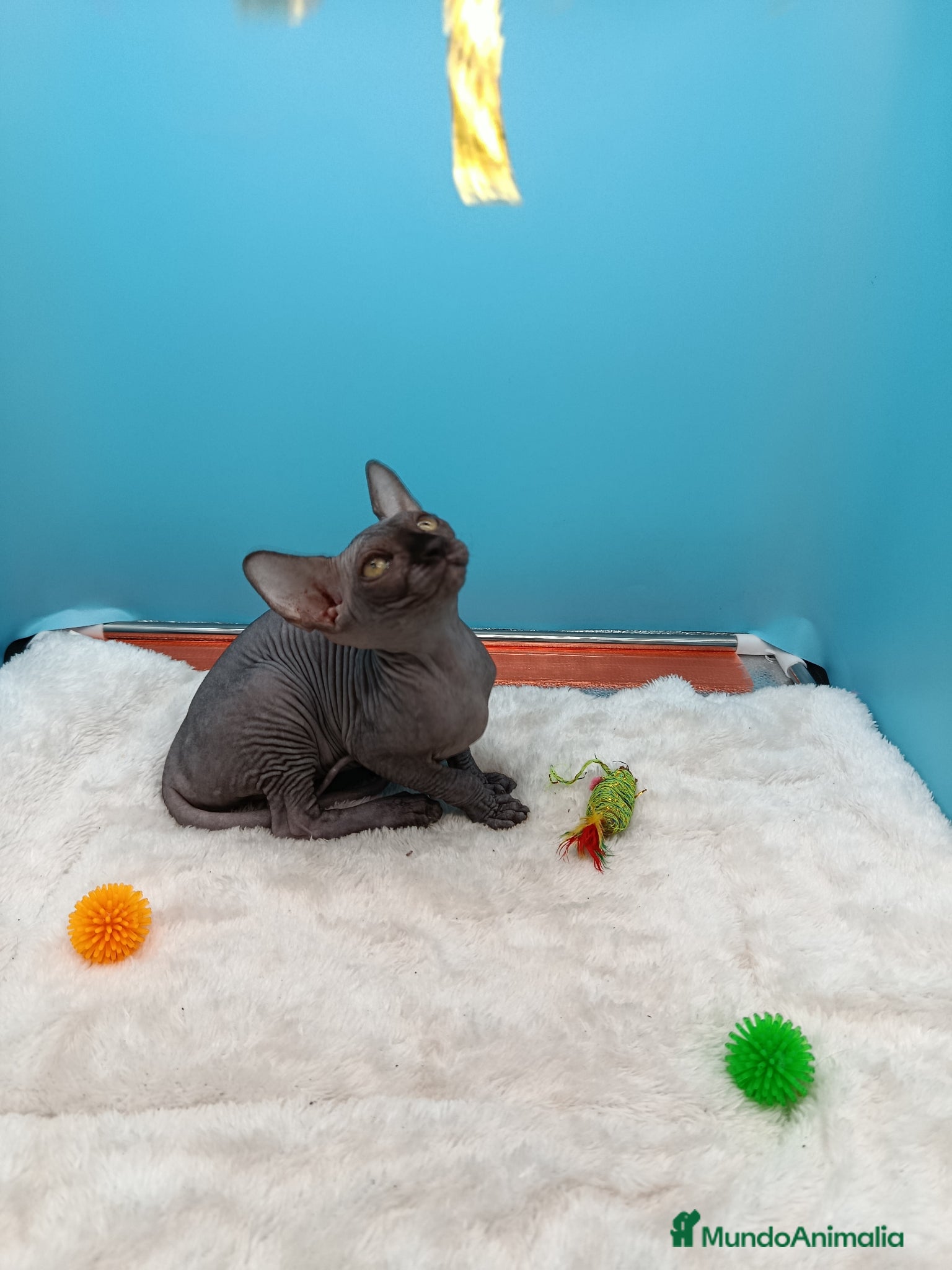 Sphynx gatos en venta: Parejita de Sphynx  - Anuncio 8