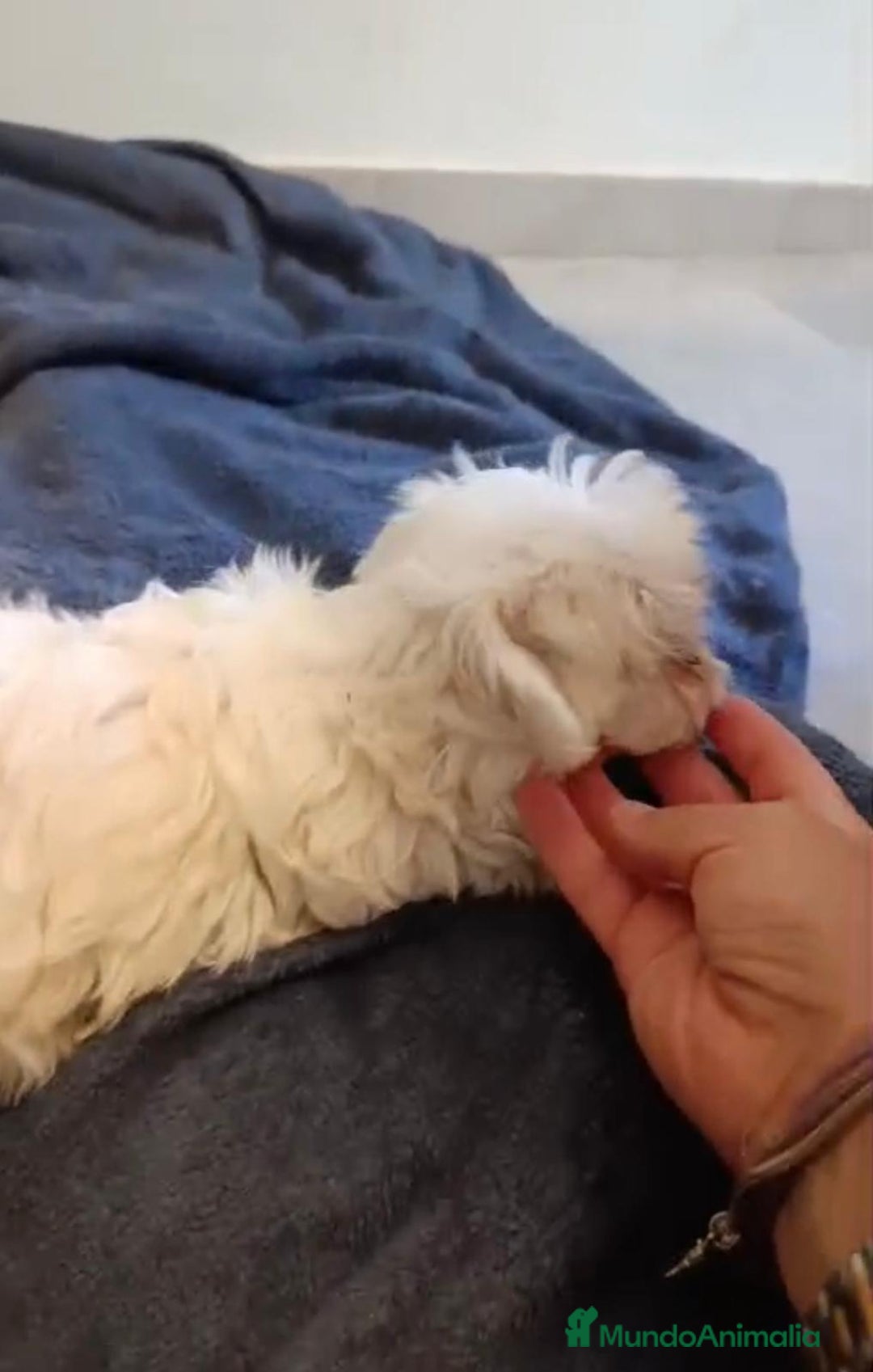 Bichón Maltés perros en venta: Bichon maltés toy  - Imagen 2