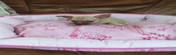 Chihuahua perros en venta: CHIHUAHUA TOY - Anuncio 8