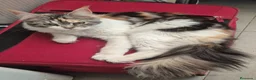 Maine Coon gatos en venta: Maine coon - Anuncio 2