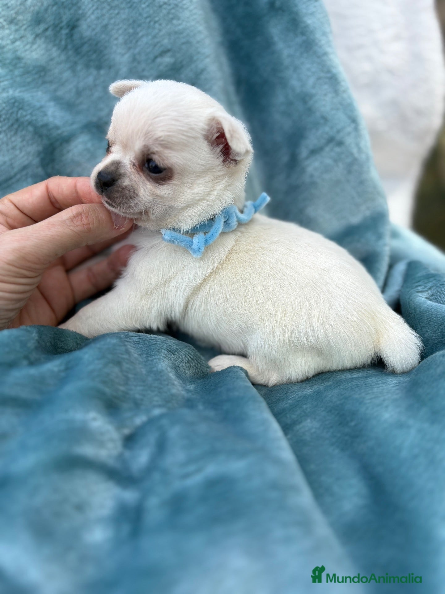 Chihuahua perros Chihuahuas Toy Blancos  - Anuncio 3