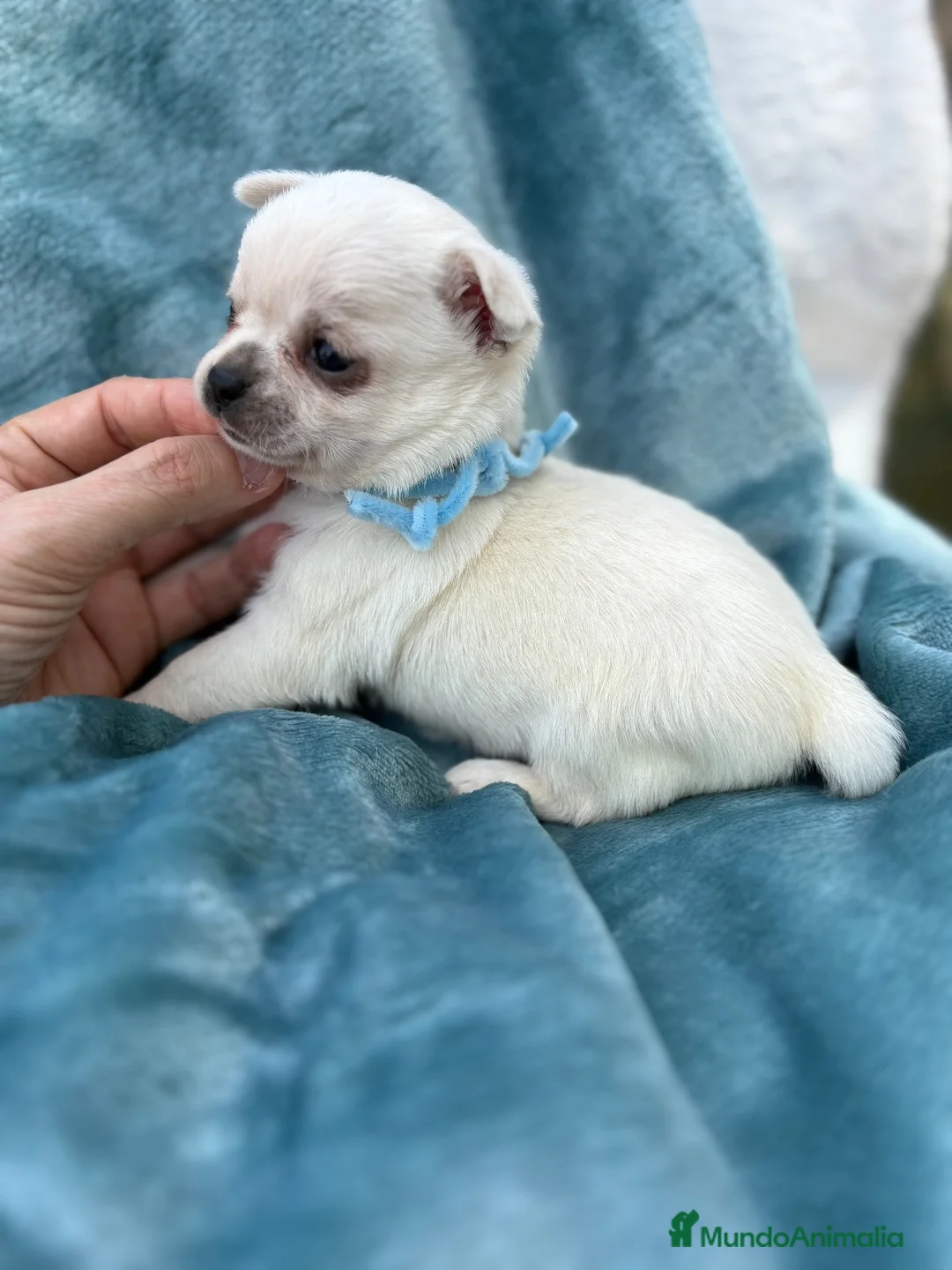 Chihuahua perros en venta: Chihuahuas Toy Blancos  - Anuncio 1