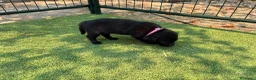 Labrador Retriever perros en venta: LABRADOR - Anuncio 15