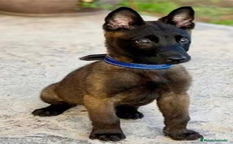 Pastor Belga Malinois perros - Propaganda 1