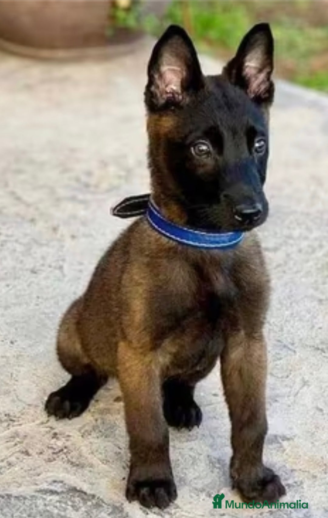 Pastor Belga Malinois perros en venta: Pastor belga malinois  - Imagen 1