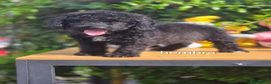 Perro de Agua Español 2