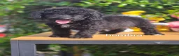 Perro de Agua Español perros en venta: Perro de aguas - Anuncio 3