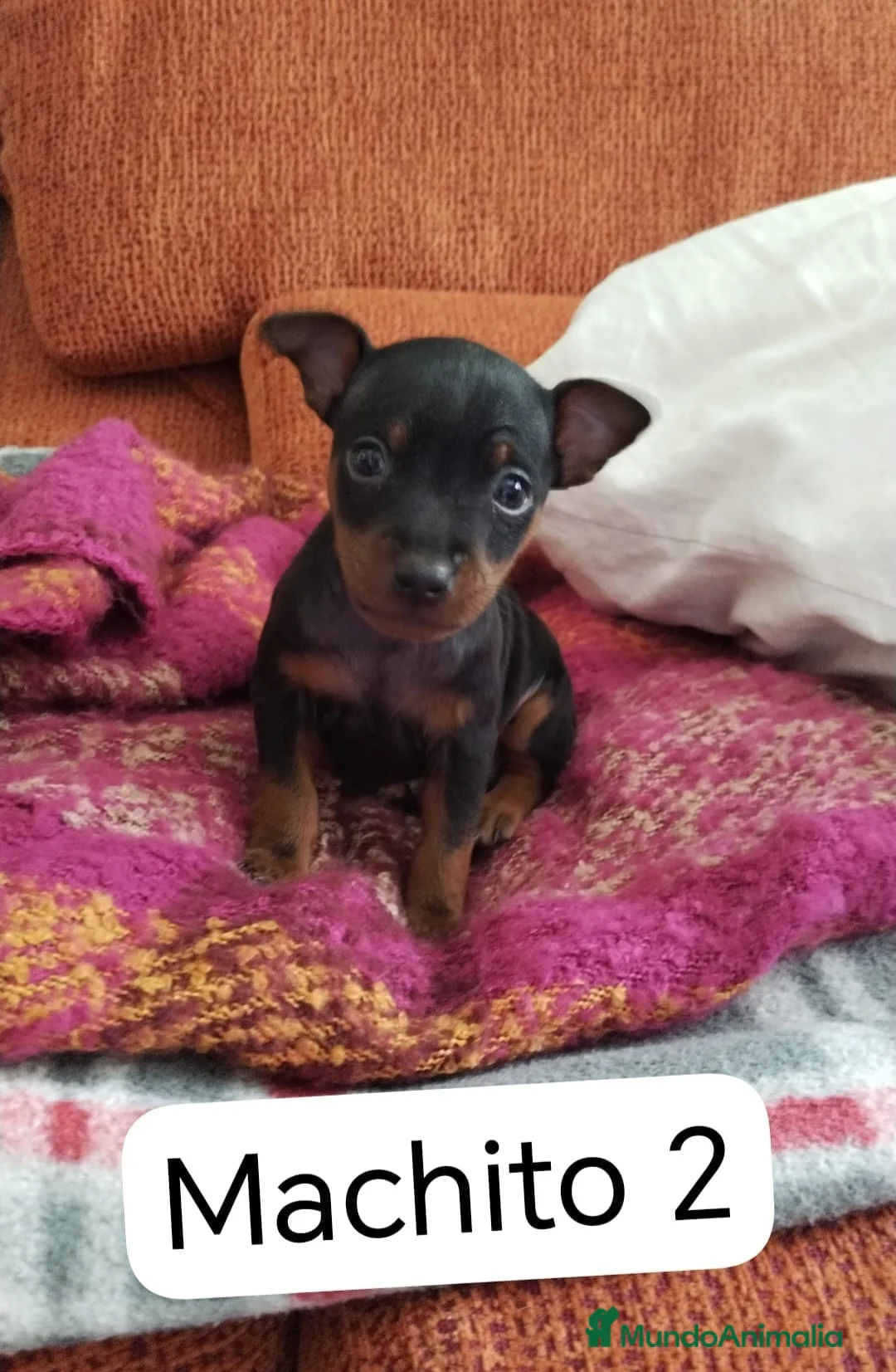 Imagen de galería {{count}}