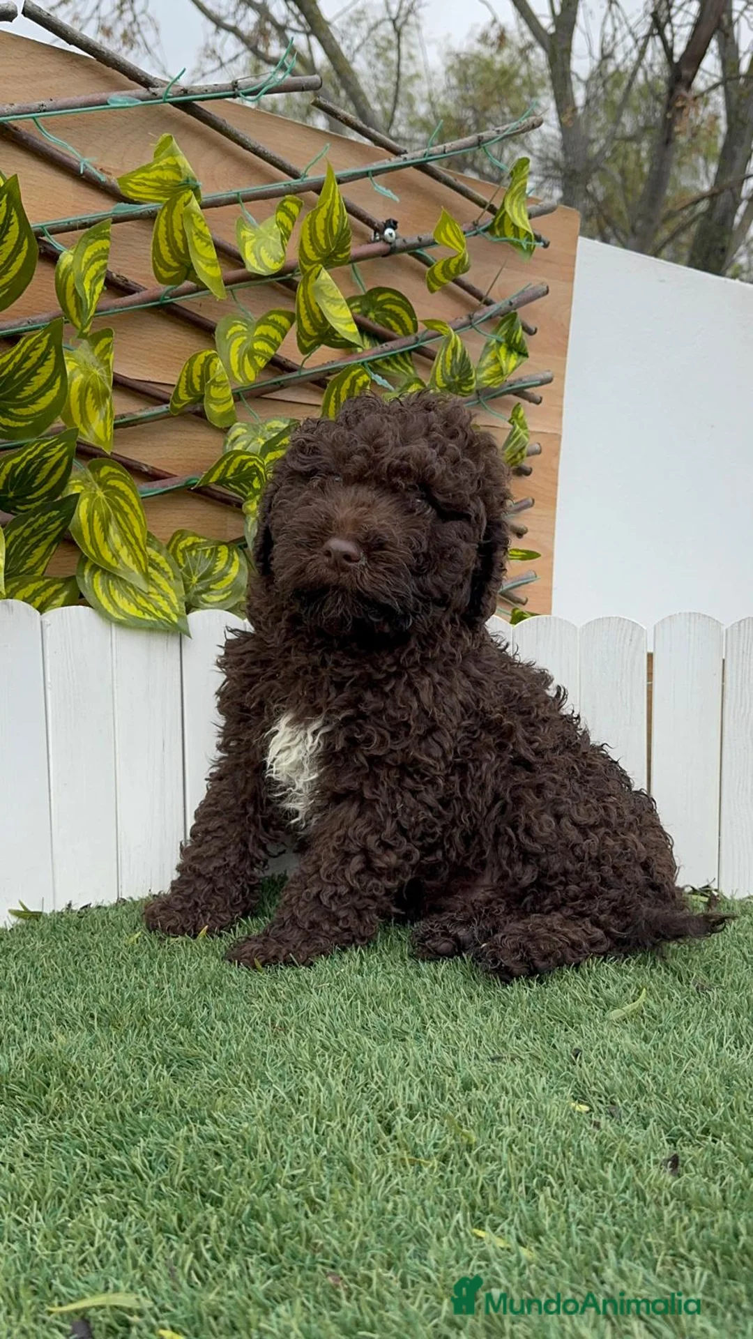 Perro de Agua Español perros en venta: PERRO DE AGUA HEMBRAS - Anuncio 15