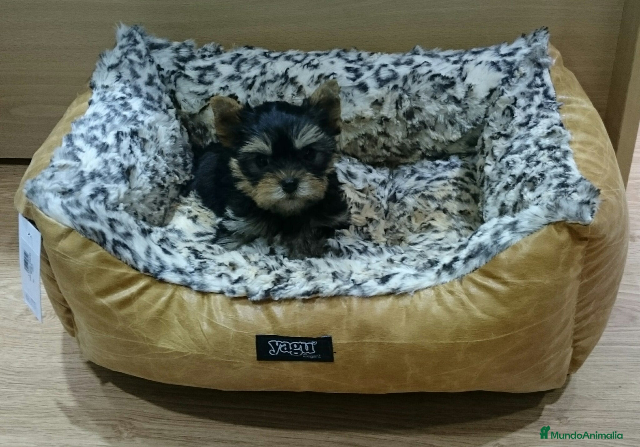 Yorkshire Terrier perros Yorkshire Terrier - Anuncio 1