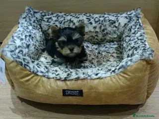 Yorkshire Terrier perros Yorkshire Terrier - Anuncio 14