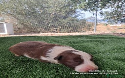 Border Collie perros en venta: Camada de border collie  - Imagen 7