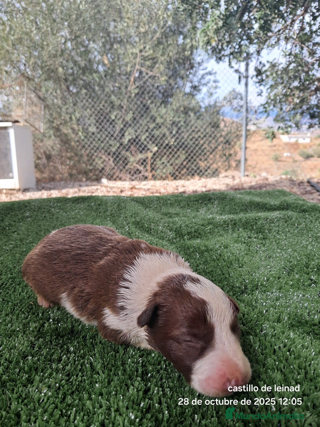 Border Collie perros en venta: Camada de border collie  - Imagen 7