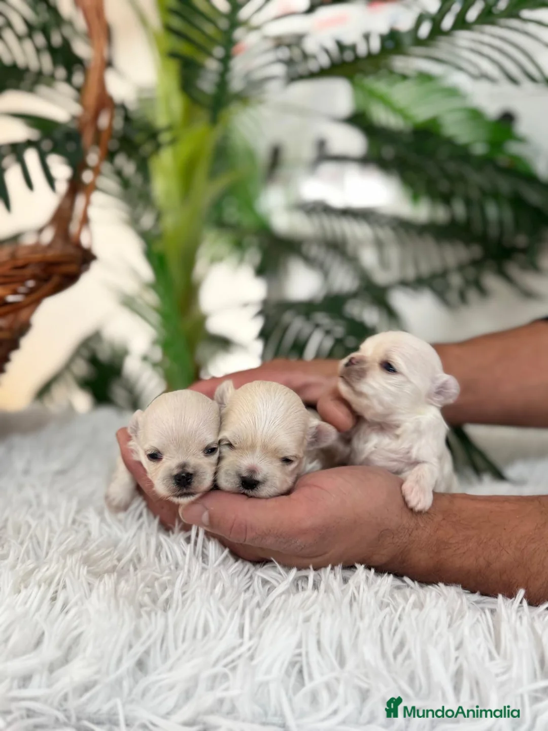 Bichón Maltés perros en venta: BICHÓN MALTÉS 100% COREANO - Anuncio 7
