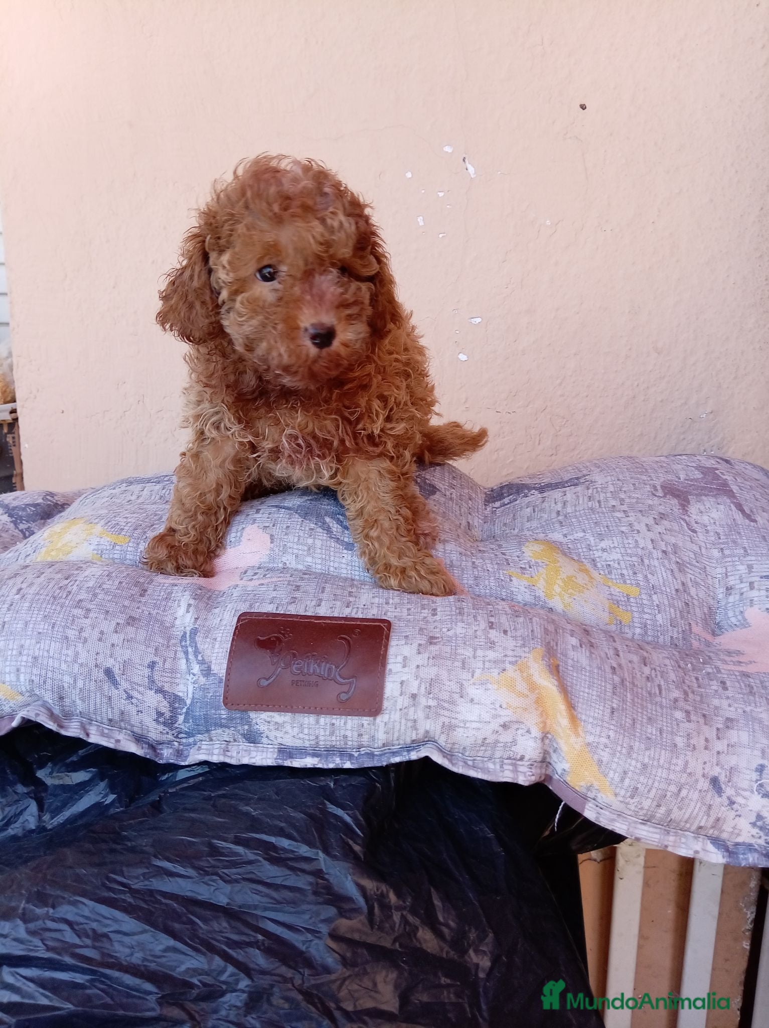 Caniche Toy perros Caniche toy - Anuncio 1