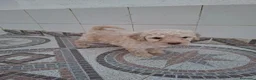 Perro de Agua Español perros en venta: Perros de agua  - Anuncio 2