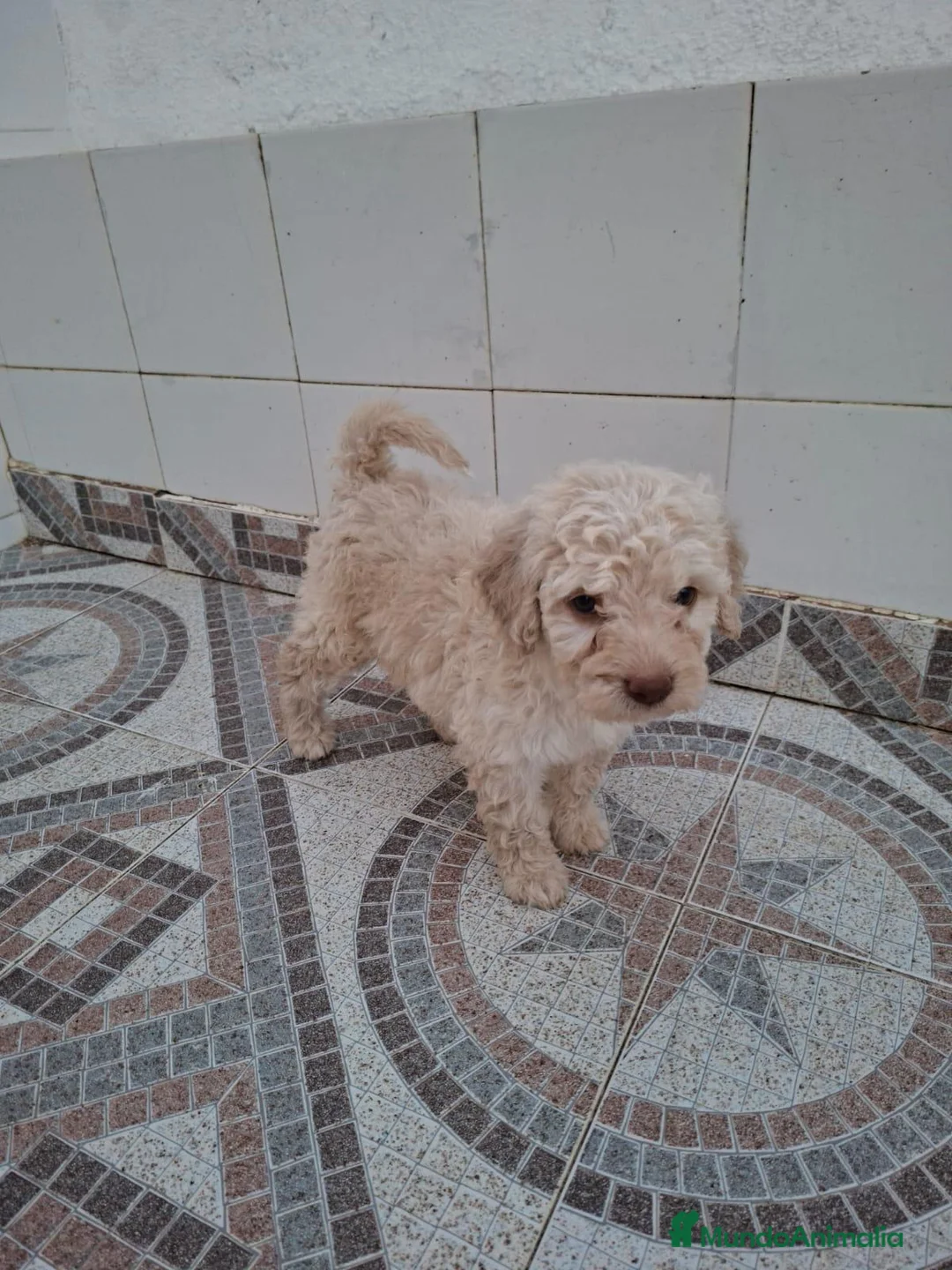 Perro de Agua Español perros en venta: Perros de agua  - Anuncio 2