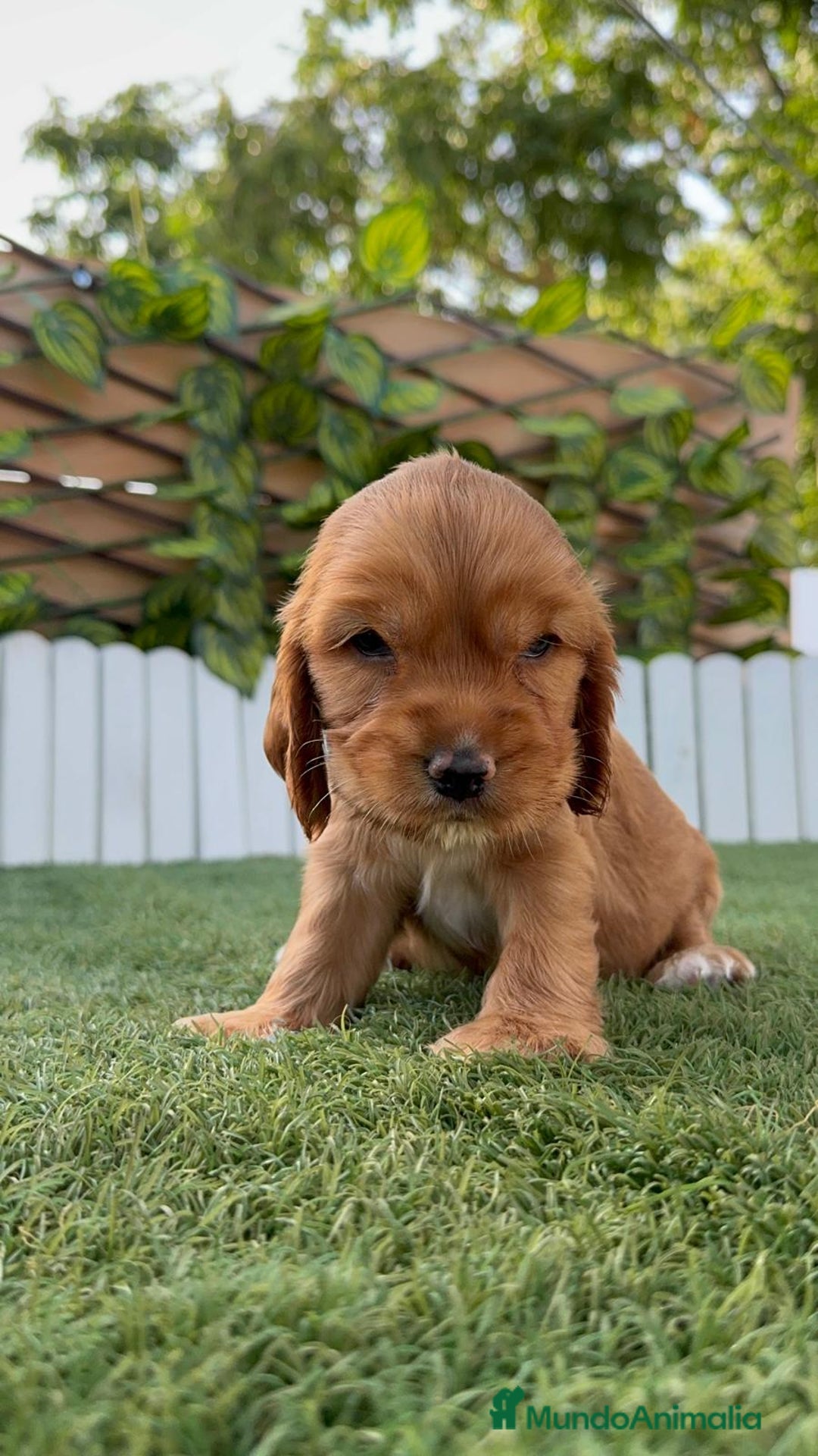 Cocker Spaniel Inglés perros en venta: COCKER SPANIEL INGLES - Imagen 5